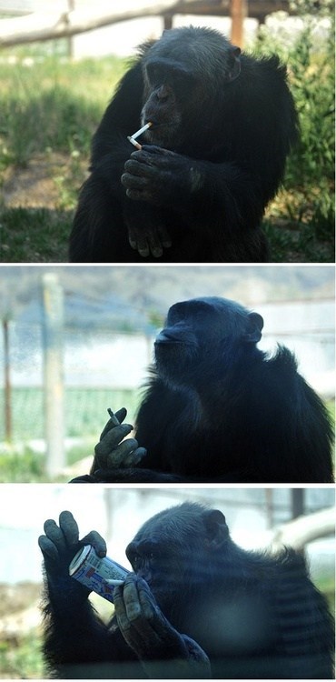 Monkey Enjoys the Simple Pleasures