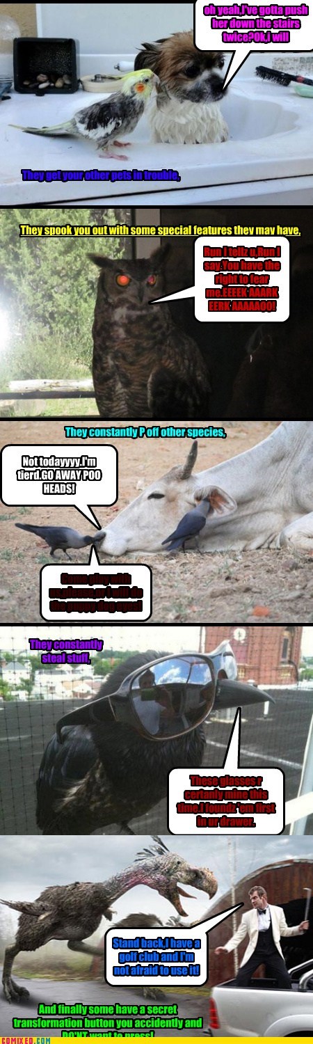 What Birds Do All Day