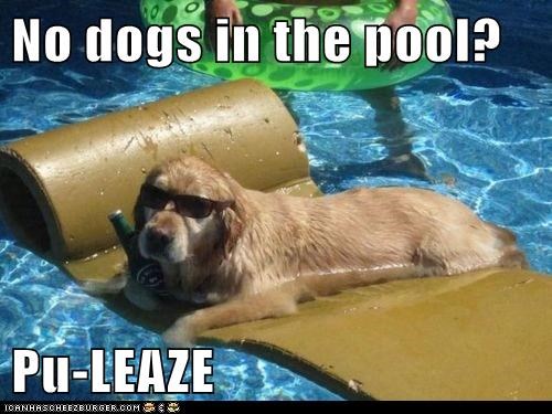 No dogs in the pool?  Pu-LEAZE