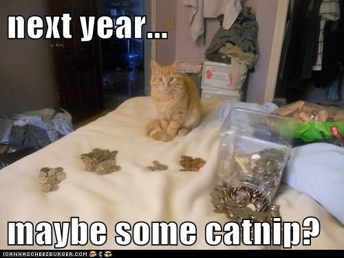next year...  maybe some catnip?