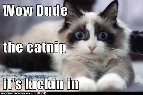 Wow Dude the catnip it's kickin in