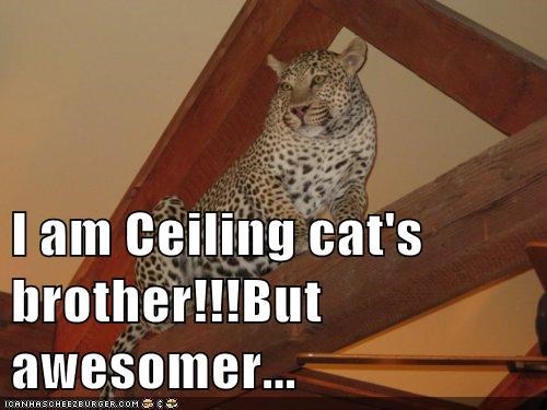 I am Ceiling cat's brother!!!But awesomer...