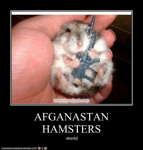 AFGANASTAN HAMSTERS