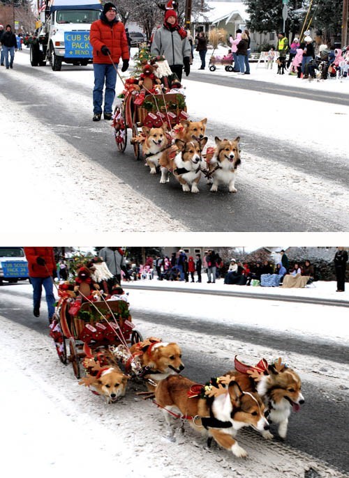 The Corgi Express