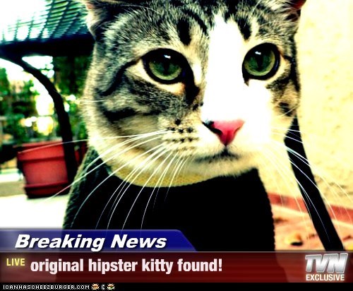 Breaking News - original hipster kitty found!