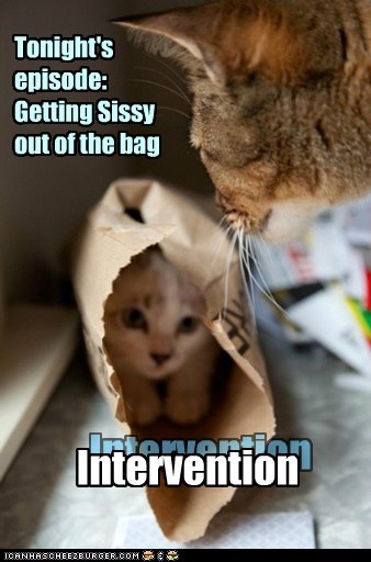 Reality TV for Cats