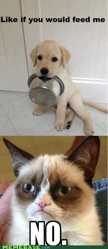 Grumpy Cat won't feed dog. 