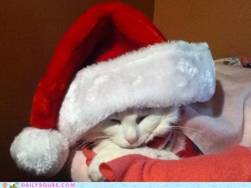 Holiday Reader Squee: Christmas Cookie