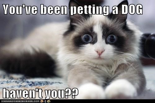 You've been petting a DOG  haven't you??