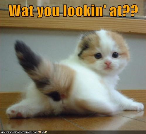 Wat you lookin' at??