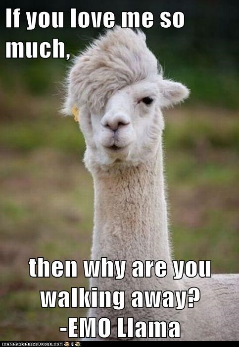 If you love me so much,  then why are you walking away?                       -EMO Llama