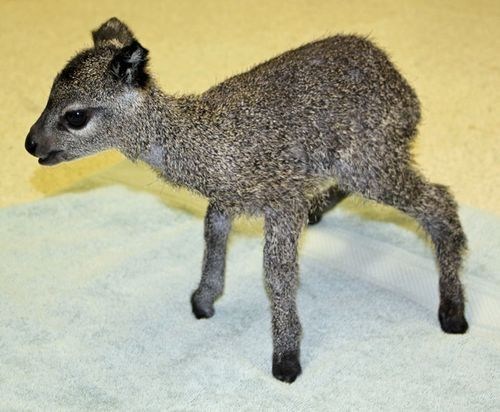 Squee Spree: Winning Klipspringer 