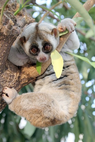 New Loris!