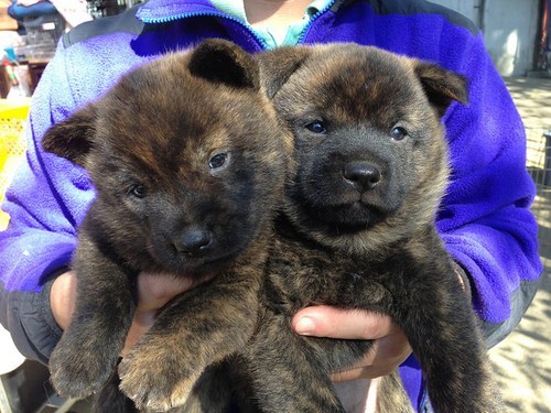 Cyoot Puppy ob teh Day: Handful of Fluff 