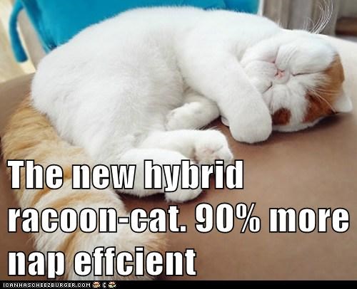 The new hybrid racoon-cat. 90% more nap effcient