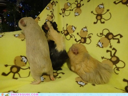 Holiday Reader Squee: Piggies Found Their Presents!
