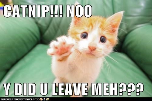 CATNIP!!! NOO  Y DID U LEAVE MEH???