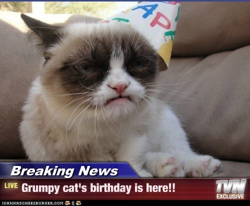 Breaking News - Grumpy cat's birthday is here!!