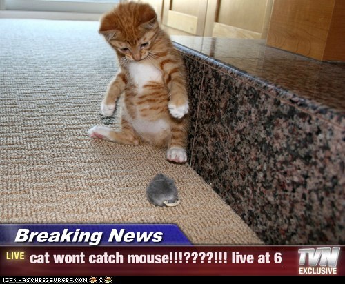 Breaking News - cat wont catch mouse!!!????!!! live at 6