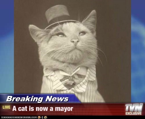 Breaking News - A cat is now a mayor