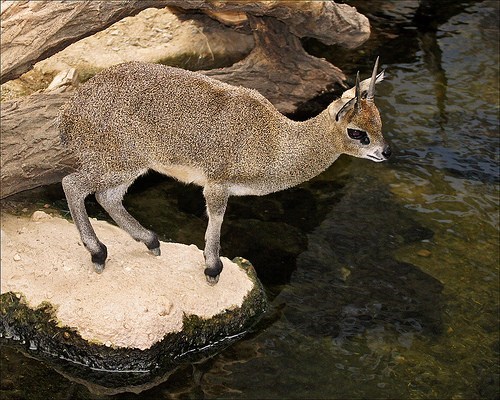 Squee Spree: Tippy Toes 