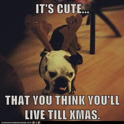 IT'S CUTE...   THAT YOU THINK YOU'LL LIVE TILL XMAS.