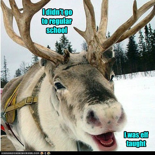 You're Quite Literate For A Reindeer