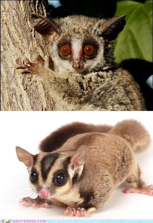 Squee Spree: Galago vs. Sugar Glider 