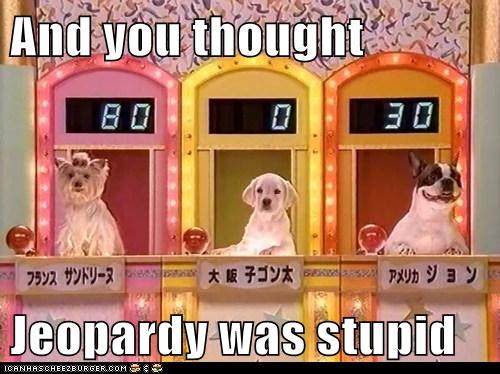 Dog Jepardy