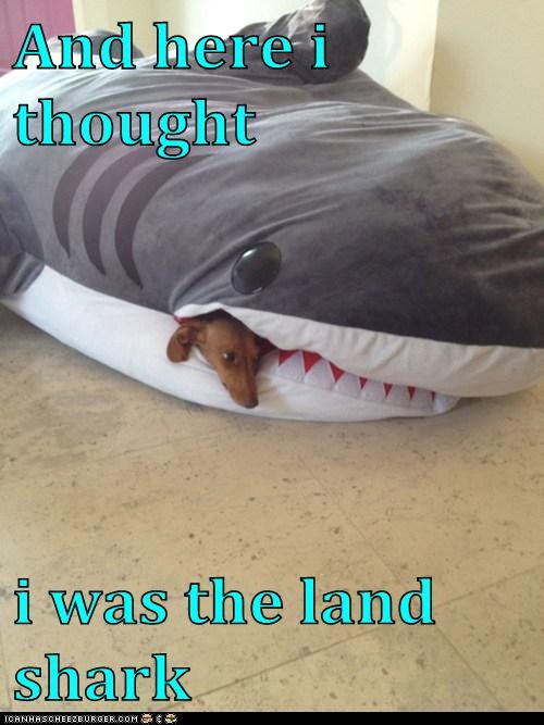 And here i thought  i was the land shark