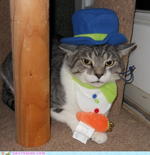Reader Squee: Frosty the Angry Cat