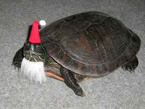 Turtle Claus 