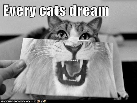 Every cats dream