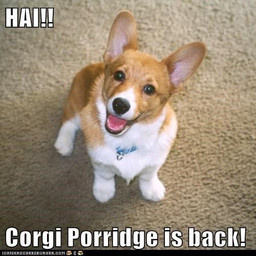 HAI!!  Corgi Porridge is back!