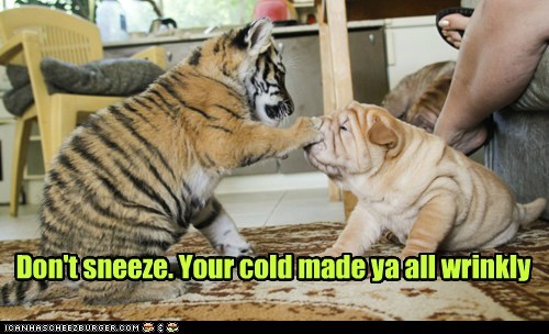 Don't sneeze. Your cold made ya all wrinkly