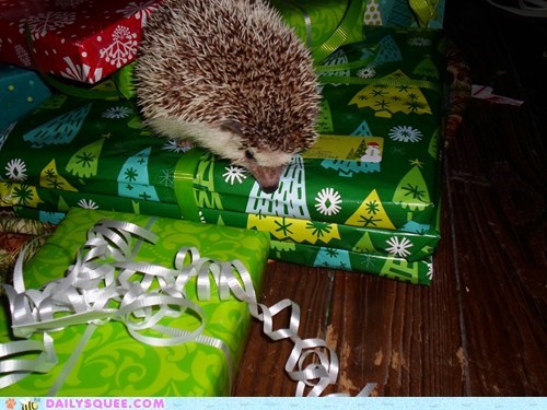 Holiday Reader Squee: Oliver the One-Eyed Hedgehog Investigates