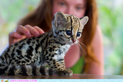 Baby Ocelot