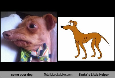 Some Poor Dog Totally Looks Like Santa`s Little Helper