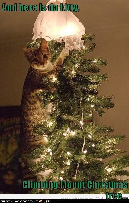 And here is da kitty,  Climbing Mount Christmas tree...