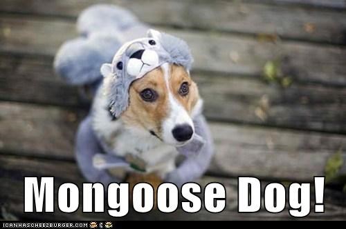 Mongoose Dog!