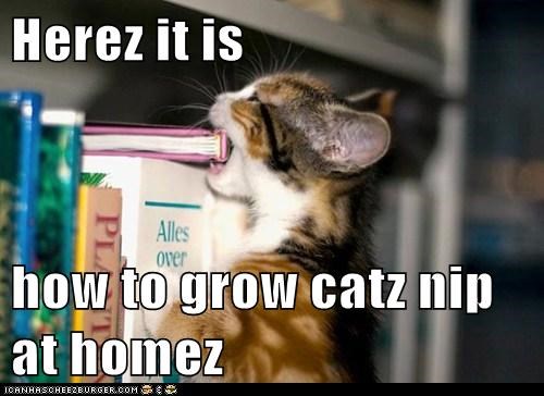 Herez it is  how to grow catz nip at homez