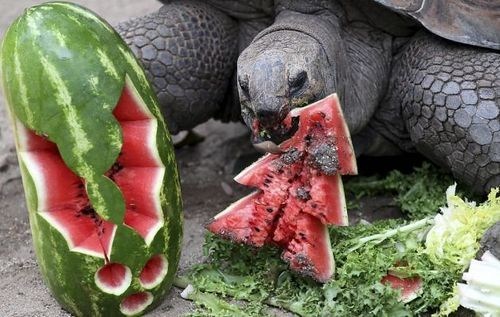 Watermelon Tree 