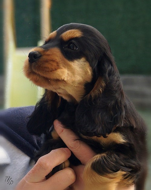 Cyoot Puppy ob teh Day: Lil Cocker Spaniel 