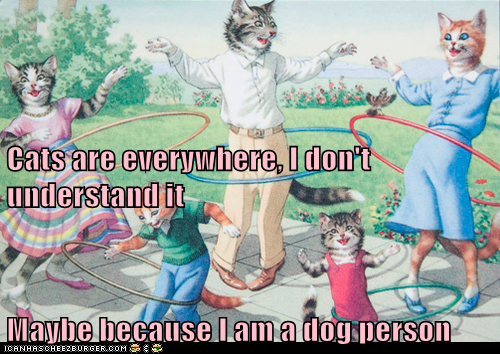 Cats are everywhere, I don't understand it Maybe because I am a dog person