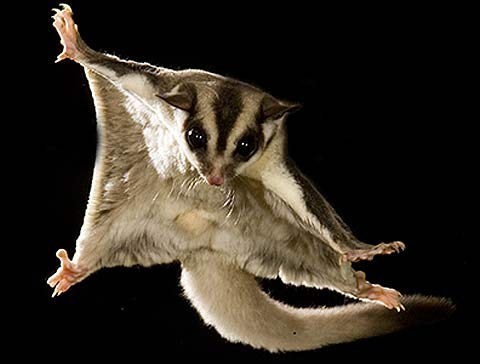 Squee Spree: Gliding 