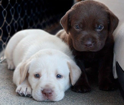 Cyoot Puppy ob teh Day: Lil Retrievers 
