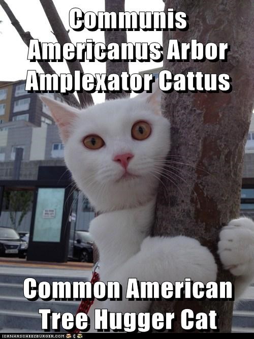 Communis Americanus Arbor Amplexator Cattus  Common American Tree Hugger Cat