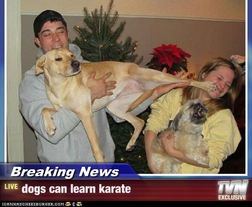 Breaking News - dogs can learn karate
