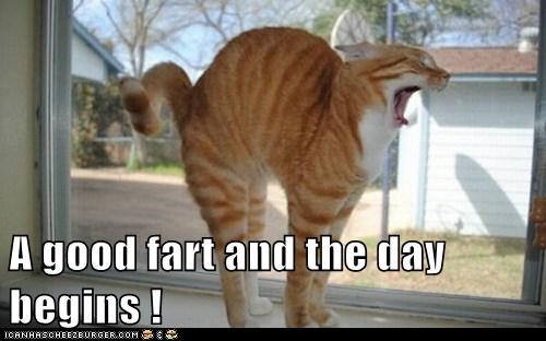 A good fart and the day begins !