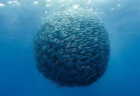 Not What I Thought When I Heard, "Fish Ball."